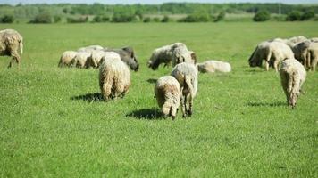 Schafherde, die auf der Weide weidet