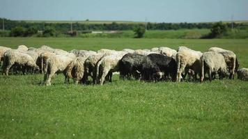 Flock of sheep grazing at pasture