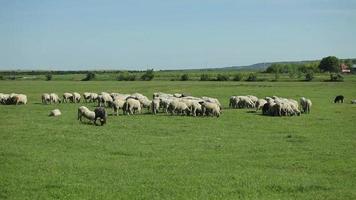Flock of sheep grazing at pasture