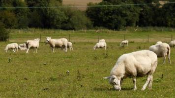 sheep in a field
