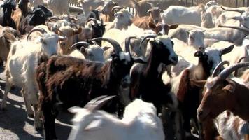 Goats video