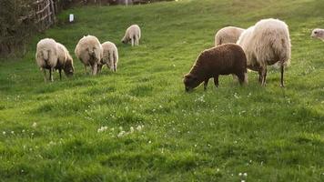 rebanho de ovelhas ao pôr do sol - rebaño de ovejas atardecer video
