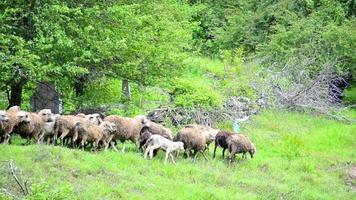 kudde schapen grazen op heuvel, pastoraal landschap video