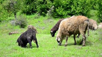 Sheeps i "Nya Zeeland video