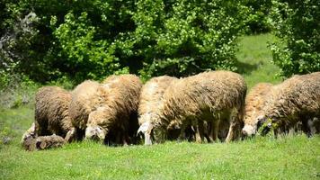 pecore al pascolo su erba rigogliosa