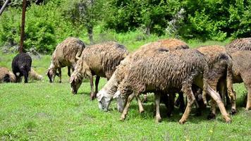 Schafe werden auf dem Plateau getrieben video