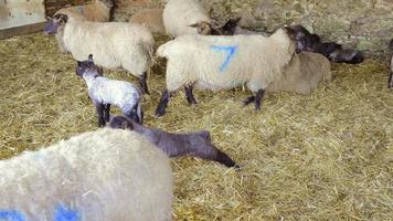 élevage: moutons et agneaux dans la grange