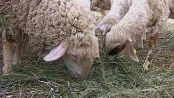 moutons mangeant de l'herbe
