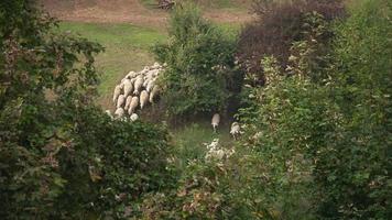 grupo de ovelhas correndo no pasto na floresta video