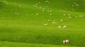 New Zealand Hillside Covered In Sheep Time Lapse video