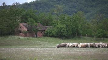ovejas en el prado video