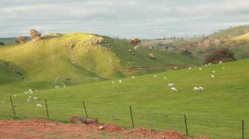 fazenda de ovelhas australiana