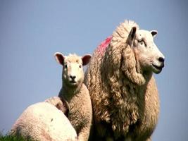 cordero y oveja video