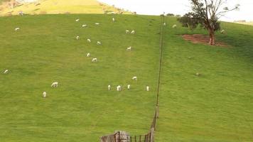 fazenda de ovelhas australiana