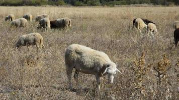 Sheeps in spring video