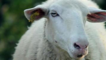 hd: primer plano de la mirada de las ovejas en el pasto video