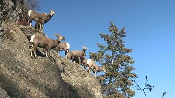 Herd of bighorn sheep on rocky outcropping