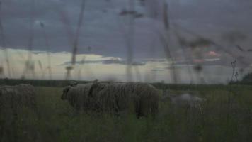 rebanho de ovelhas comendo grama no campo