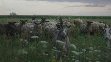 flock får som äter gräs på fältet video