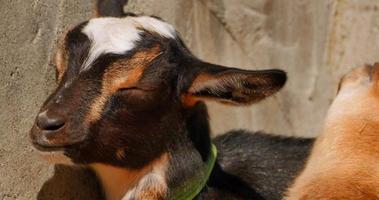 4K Baby Goats Play and Nibble Each Other's Ears video