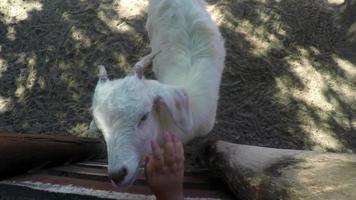 klein kind aanraken van geit op boerderij 4k uhd video