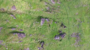 Farming on Lofoten islands in Norway, aerial footage video