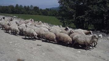 Flock of sheep grazing on distilled video