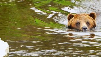 grizzly-bear-stock-video-footage-for-free-download