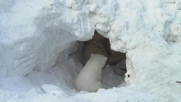 un cucciolo di orso bianco siede vicino alla sua orsa in una tana di neve