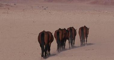 4k Weitwinkelansicht von Wildpferden, die durch die Wüstenlandschaft gehen