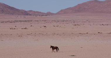 4k Weitwinkelansicht von Wildpferden, die durch die Wüstenlandschaft gehen