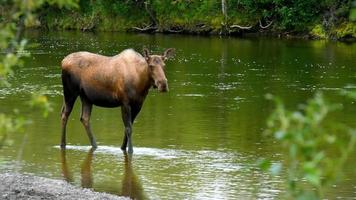 A Moose Standing in a River