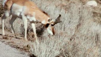Antelope video
