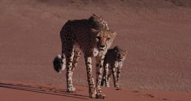 4K Cheetah snarling and looking towards camera