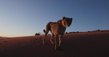 4K Cheetah in silhouette against setting sun of the Namib desert