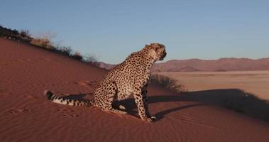 4K Cheetah lying on the red sand dunes of the Namib desert video