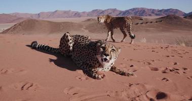 4K Cheetah snarling and looking towards camera