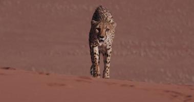 4K Cheetah walking on the red sand dunes of the Namib desert