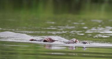 nijlpaard beweegt naar de camera en gaat dan onder water video