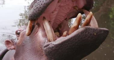 close-up da boca e dentes abertos do hipopótamo video