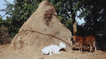 vacas comendo feno e deitando-se ao pé de um monte de feno alto video