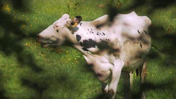 Kühe grasen in der Sonne