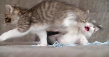 Kittens playing with a ball of wool on a couch