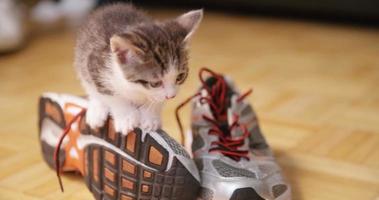 Cute kitten sitting on running shoe