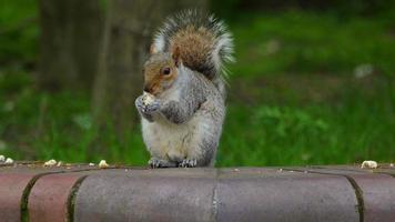 Slow motion of Eastern gray squirrel eating.