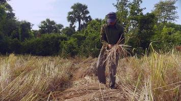 Bauer bündelt Reisstrohhalme in eine Garbe auf dem Feld