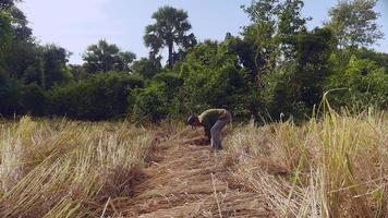 Farmer bundling rice straws into a sheaf in the field