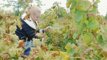 jonge vrouw die in de wijngaard werkt, verzamelt trossen rijpe witte druiven video