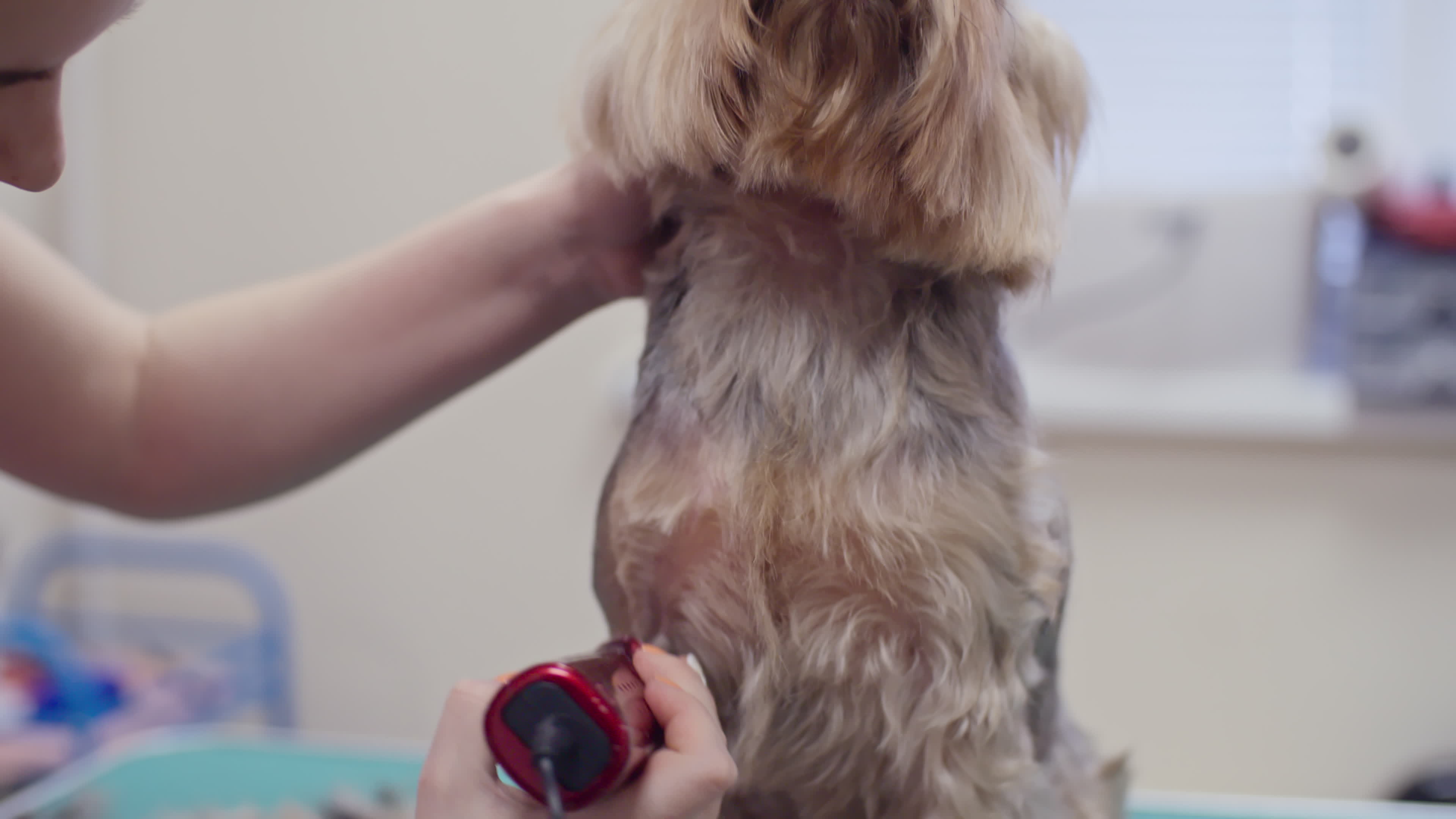 Dogs Hair Salon 1280091 Stock Video at Vecteezy