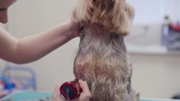 hund frisörsalong video